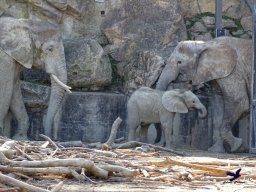Tiergarten Schönbrunn am 05.03.2026